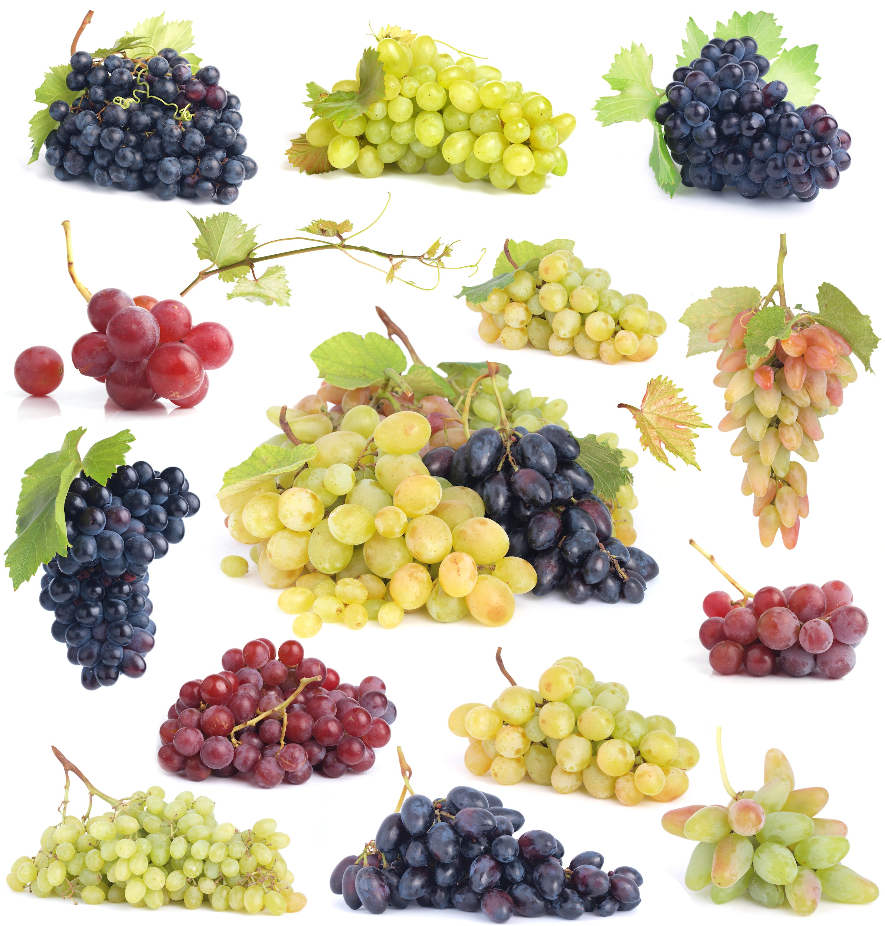 Wine Grapes 101: From Humble Bunch to Heavenly Glass (and How to Stop Saying "It Just Smells Like Wine")