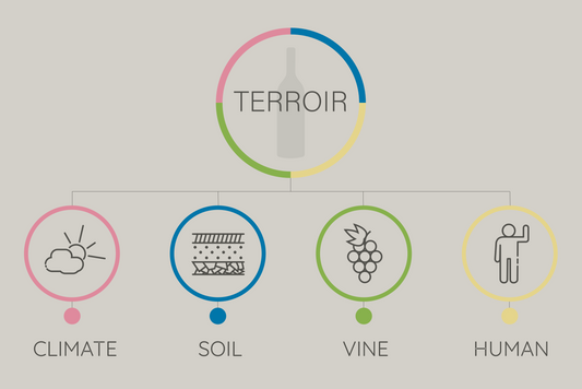 Terroir and Tannins: Unlocking the Earthy Secrets of Your Favorite Wine with Our Essential Aroma Training Kit